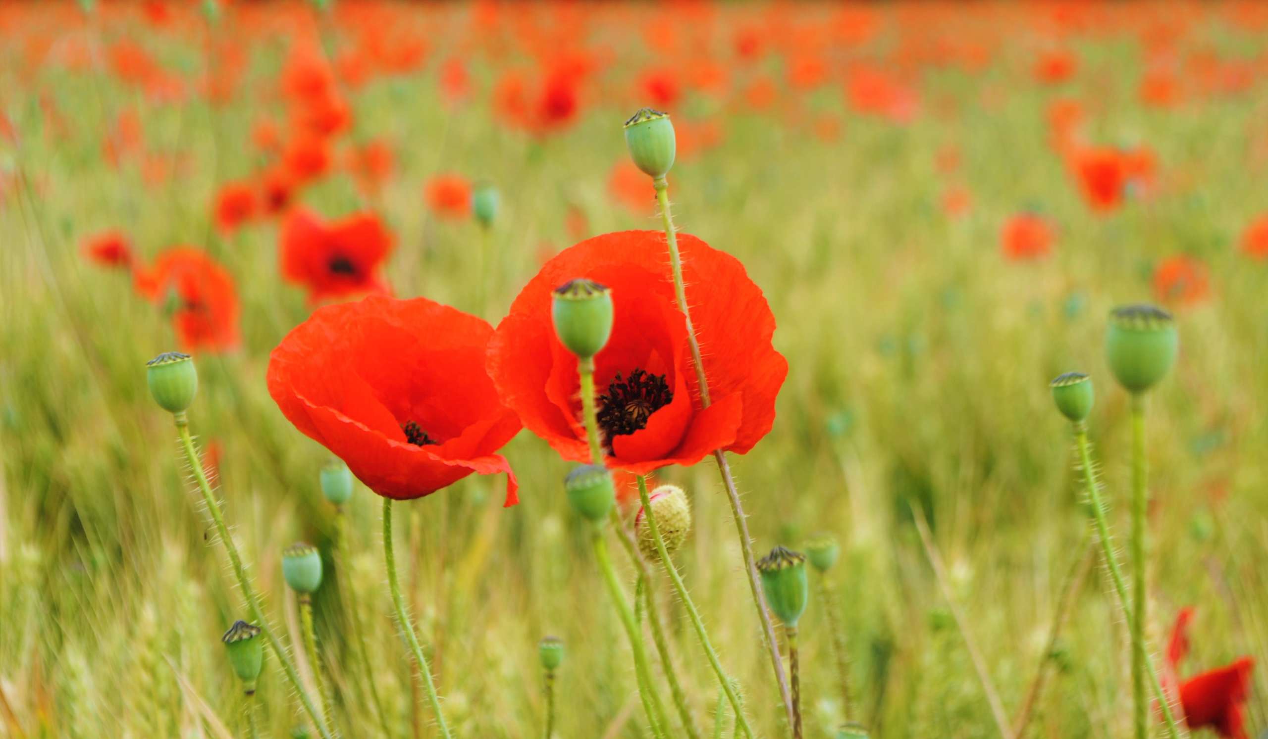 Coquelicot Nature et progrès savonnerie artisanale finistère bretagne saf saponification à froid savon à froid